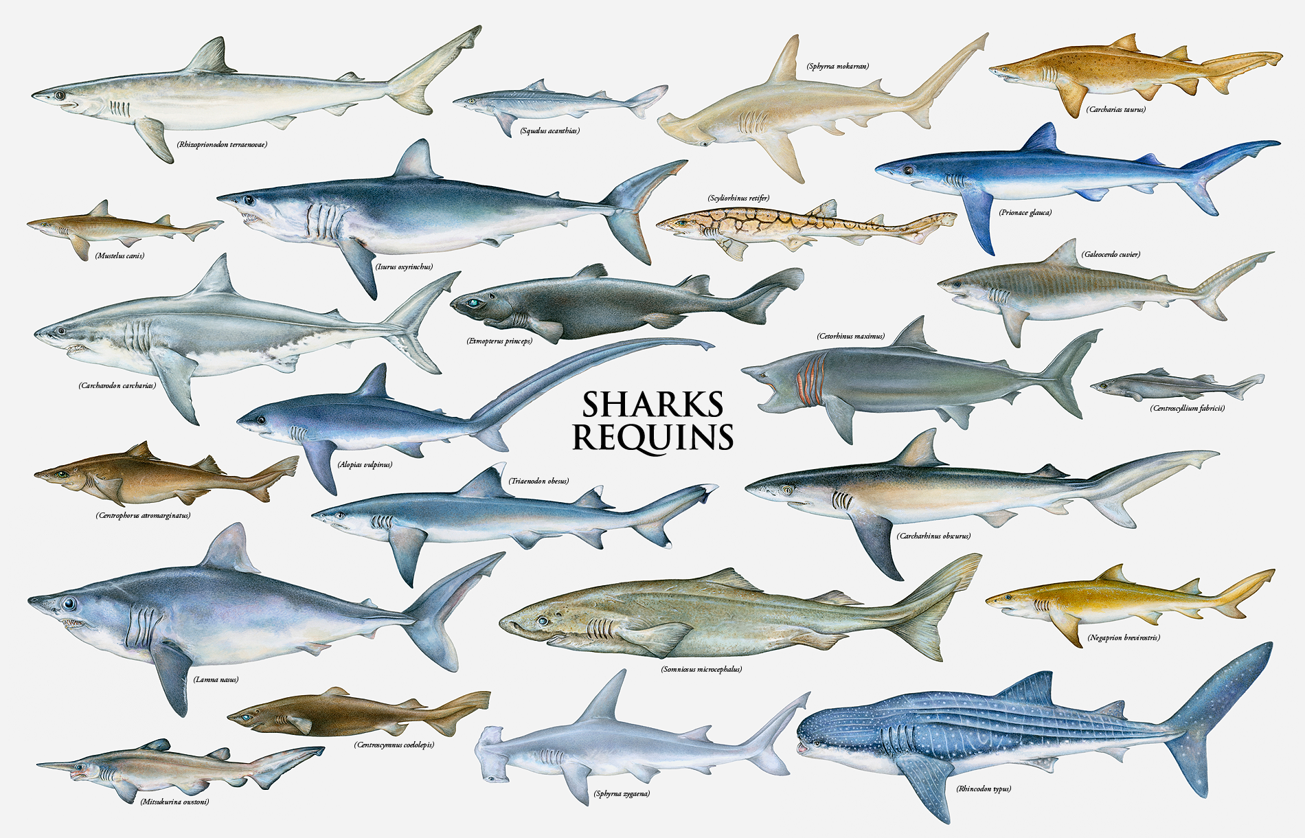 Common Anatomy Femarctic Hide Tones Types Of Sharks Species Of 