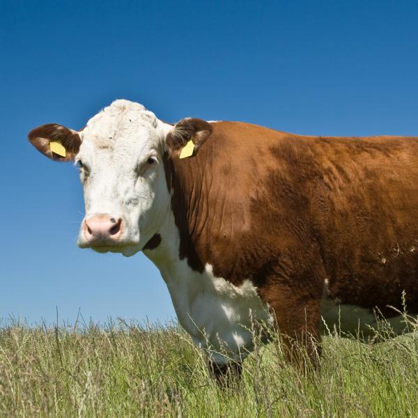 A brown and white cow stands knee-deep in grass