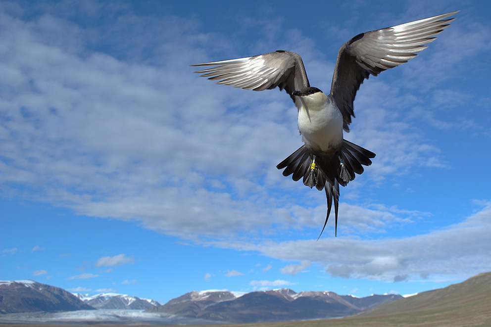 A long-tailed jaeger in flight in a tundra biome.