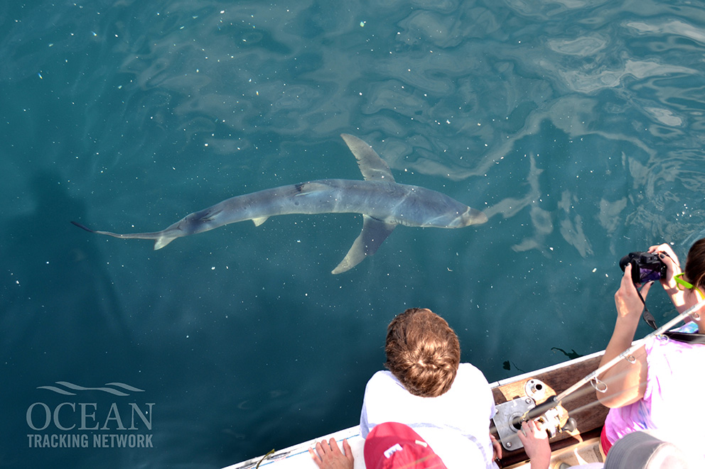 A top-down view of a blue shark near a research vessel.