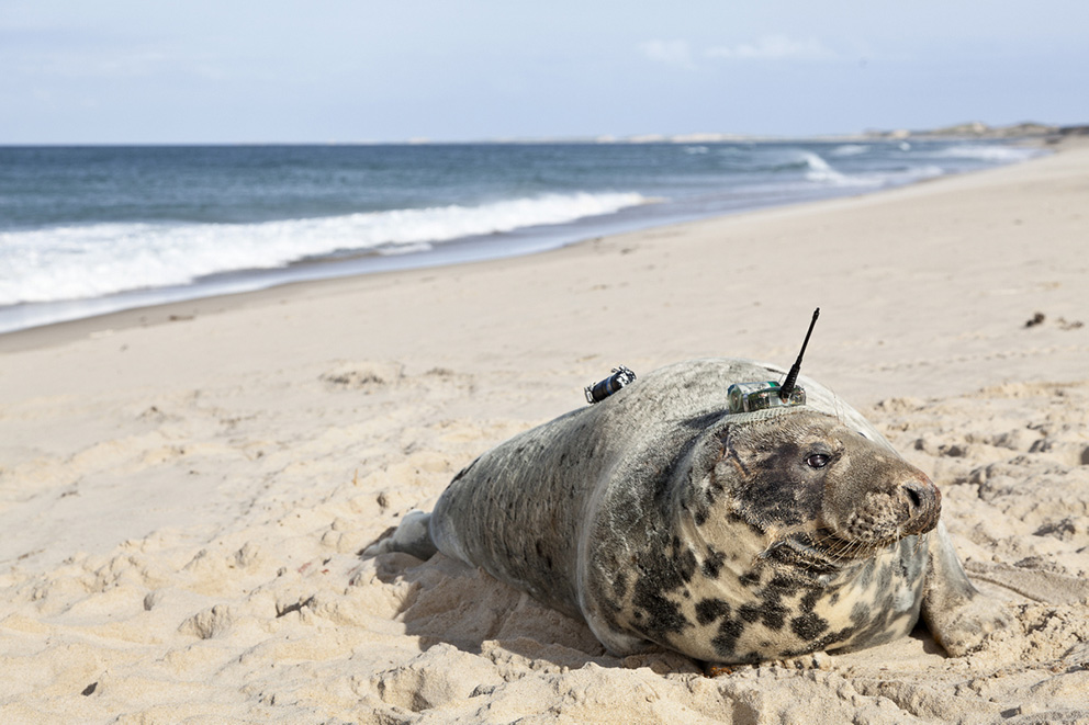 A grey seal with a tracking device attached to its body.