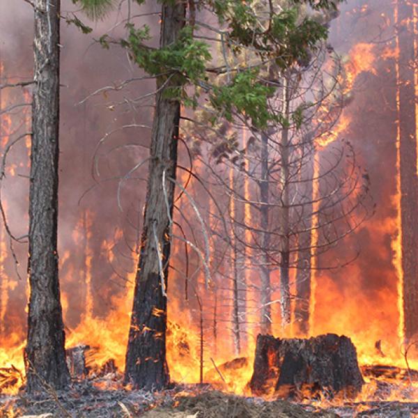 Des flammes orange vif et une fumée grise foncée couvrent une forêt de conifères