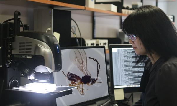 A person works with a microscope with a bright light and two computer screens, one of which shows a close-up image of an insect.