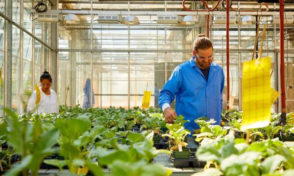 Dans une serre, deux personnes en blouse de laboratoire se penchent sur des plateaux contenant des plantes potagères.