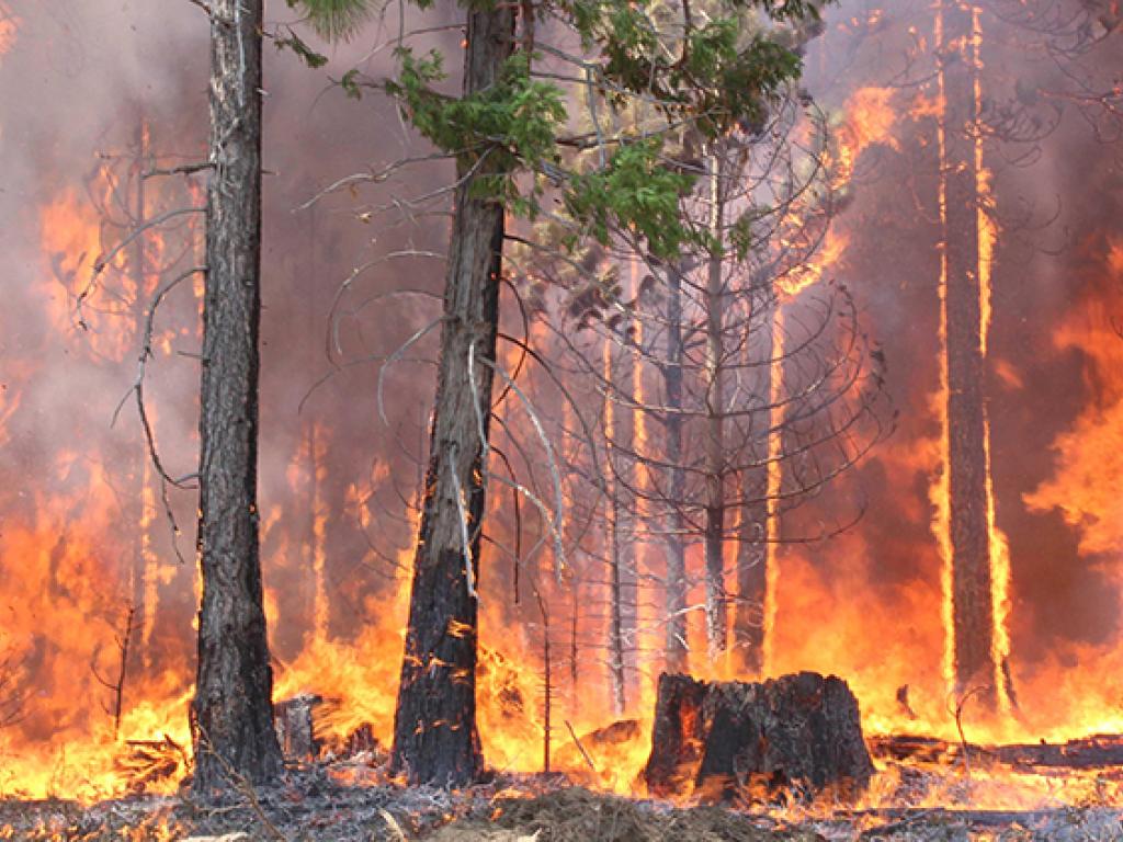 Des flammes orange vif et une fumée grise foncée couvrent une forêt de conifères